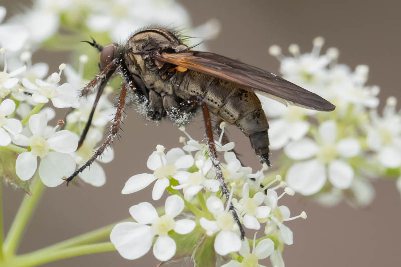 Empis tesselata (a Dance Fly).jpg